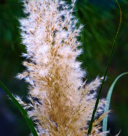 Close-up of flowering plant