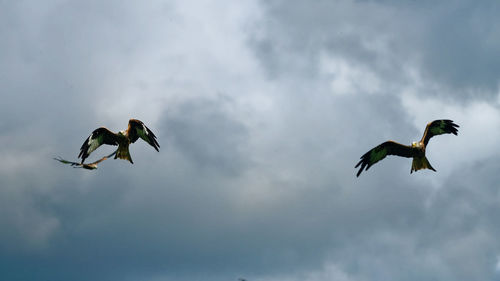 Low angle view of birds flying against sky