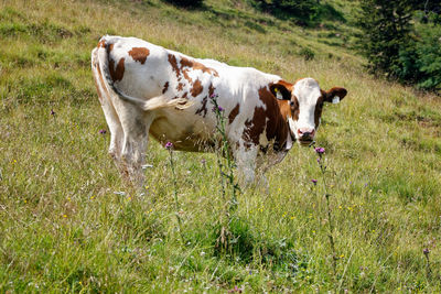 Cow in the pasture , austria.
