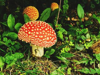 Close-up of fly agaric mushroom on field