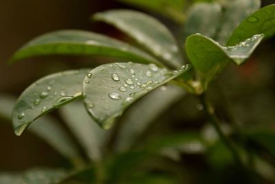 Close-up of raindrops on leaf