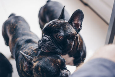 Close-up of black dog at home