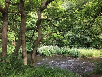 Trees growing in forest