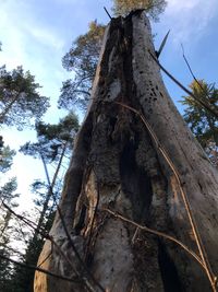 Low angle view of tree trunk against sky