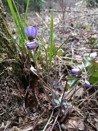 Close-up of purple crocus blooming on field