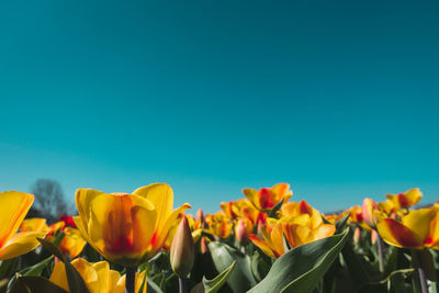 Close-up of yellow tulips against blue sky