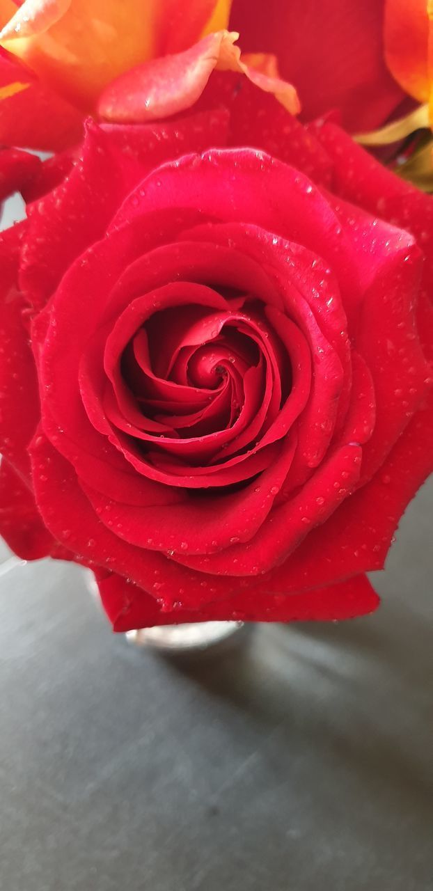 CLOSE-UP OF RED ROSE ON LEAF