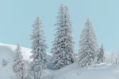 Low angle view of frozen trees against clear sky