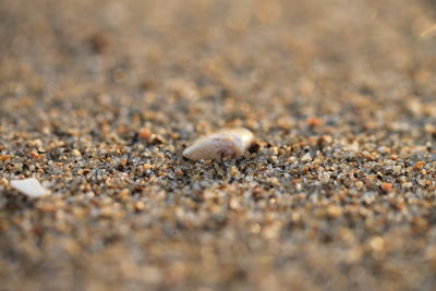 Close-up of shells on sand
