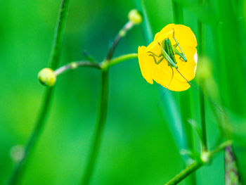 Close-up of yellow flower