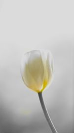 Close-up of yellow tulip blooming against white background