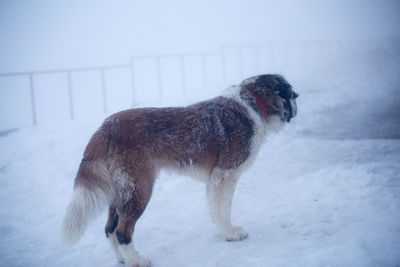Dog on snow during winter
