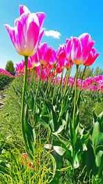 Close-up of pink flowers