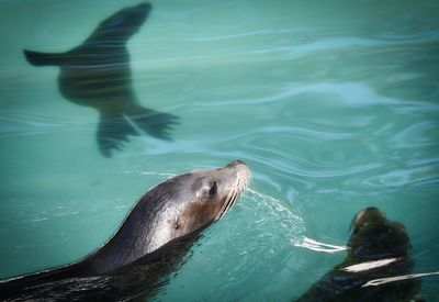 High angle view of seal swimming in sea