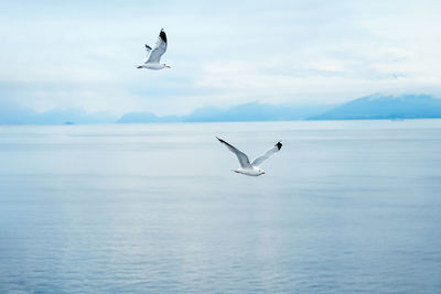 Seagull flying over sea against sky