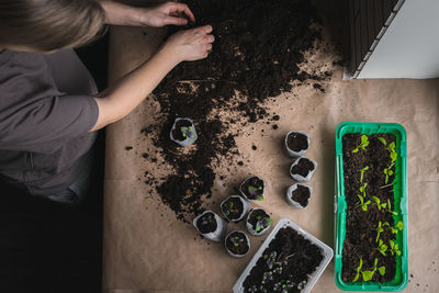 Home plant growing concept. human hands transplant seedlings into separate containers with soil. 