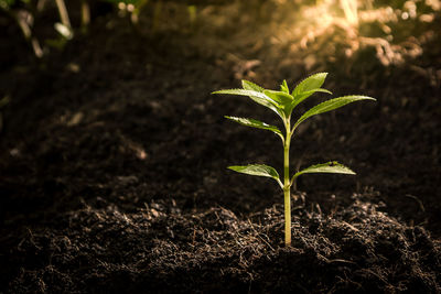 Seedlings are growing from fertile soil. and the morning sun shining on the concept of agriculture.