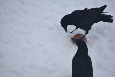 High angle view of bird on snow covered field