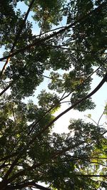 Low angle view of trees