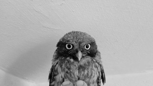 Close-up portrait of owl against wall