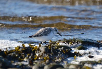 Seagull perching on a rock