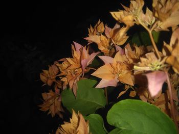 Close-up of flowers at night