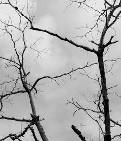 Low angle view of bare tree against sky