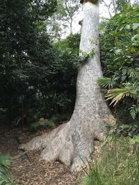 Dirt road amidst trees in forest