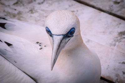 Close-up portrait of a bird