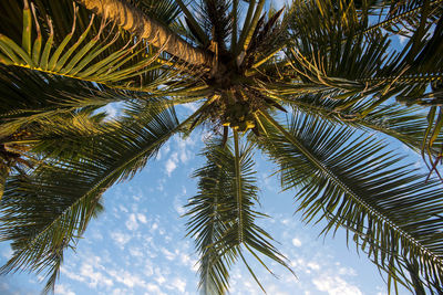 Low angle view of palm trees against sky