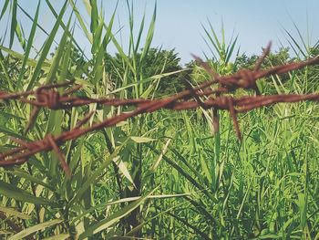 Close-up of grass growing on field