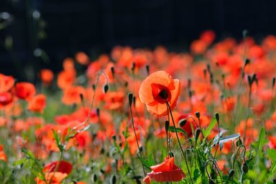 Close-up of orange poppy flowers in field