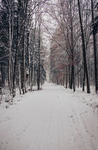 Bare trees on snow covered landscape