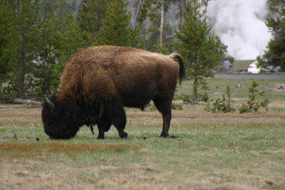 Bison grazing 