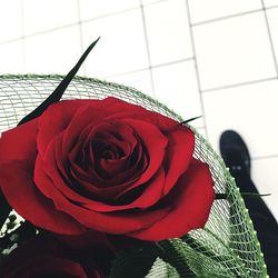 Close-up of red rose