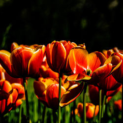 Close-up of red tulip