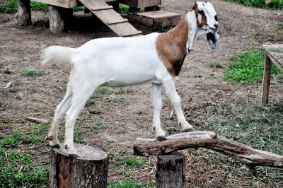 Horse standing in a field