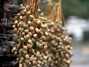 Close-up of fruits for sale at market