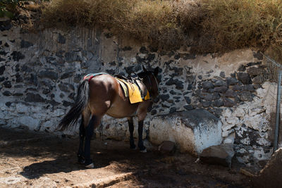 Horse standing by wall
