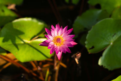 Closeup blossom lotus in the pond with water drops on the petals