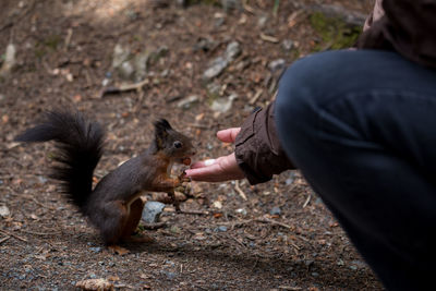 Midsection of man feeding squirrel