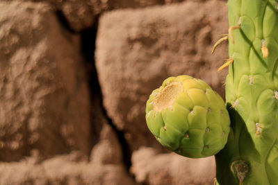 Bright green cactus pear on its tree in the sunlight of atacama desert, chile, south america