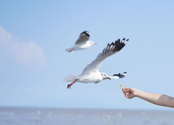 Seagulls flying over the sea