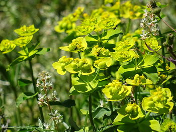 Close-up of plants