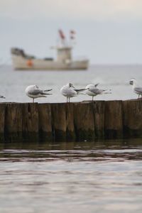 View of seagulls by lake