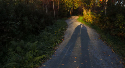 Road amidst trees in forest