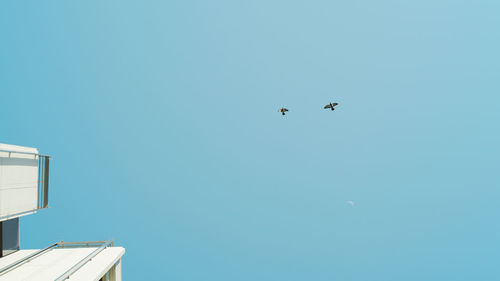 Low angle view of birds flying against clear blue sky