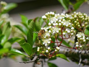 Close-up of bee on flower