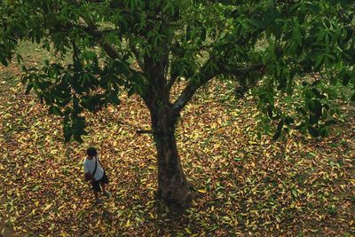 High angle view of man standing by tree on field