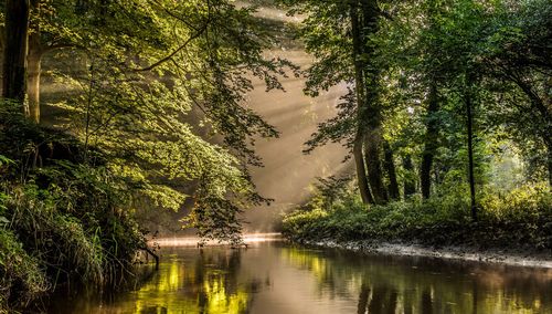 Scenic view of lake in forest